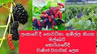 ඇඹිල්ල නොහොත් මල්බෙරි වගාව mulberry tree #korean govibima