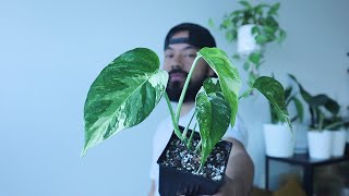 Ranking My Variegated Houseplants | Least to Most Expensive