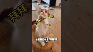 猫咪拜拜动作教程，让猫咪秒变招财猫。＃招财猫＃猫咪动作＃猫咪拜拜＃新手养猫＃养猫知识＃养猫日常＃养猫经验＃科学养猫＃养猫人＃养猫经验分享＃宠物＃萌宠＃猫咪＃cat＃宠物日常＃宠物知识＃猫咪的迷惑行为