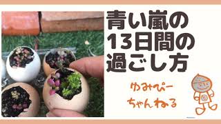 マヤ暦青い嵐の13日間の過ごし方