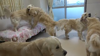 アイン村　子犬たちを遊ばせるマヨと遊びに加わらないロワアイン　2020. 2.19（ゴールデンレトリバー）