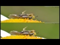 3d ambush bugs