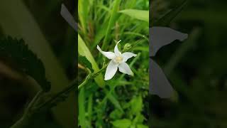 srilankan wild flower #24#බැබිල #babila