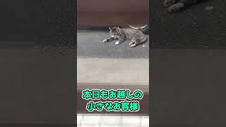 今日も来た寿司屋の猫/ cat came to the sushi restaurant #Shorts