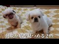 シーズーを相手にしないペキニーズ ペキニーズ シーズー 犬 鳴き声