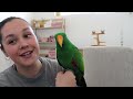 eclectus parrot answering your questions