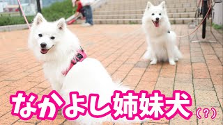 自粛生活中に仲良し犬と会えて大喜びの日本スピッツちぃ。🐶💕🐶