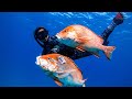 Spearfishing Australia 2022 - The Great Barrier Reef