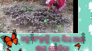 ଆଜି ଧନୁ ସଂକ୍ରାନ୍ତି