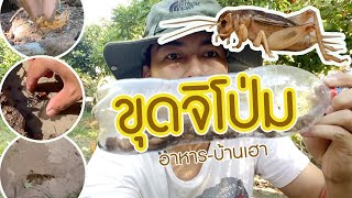 ขุดจิโป่ม จิ้งหรีดตัวใหญ่ อาหารอีสานบ้านเฮา  VLOG.KRUGOT