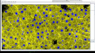 Automatically stitching Zeiss .CZI files (LSM700) with Fiji / ImageJ