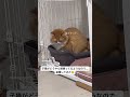 サイベリアンの子猫がうんちをする時の表情が可愛すぎた サイベリアン ねこのいる暮らし cat siberian shorts