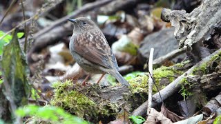 日向林道のカヤクグリ　その１２（4K60P動画）