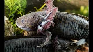 Can Axolotls Thrive in Outdoor Ponds? Essential Tips for Success
