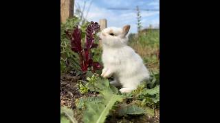 Commercial rabbit farming in india business ideas।#rabbit
