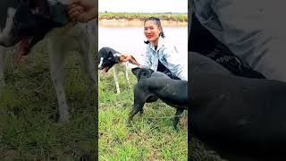 Dog by the lake, beautiful woman brings breeding