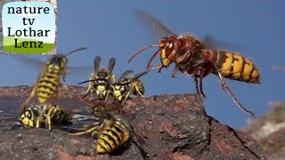 Hornet and Yellow jackets. Hornisse und Deutsche Wespen