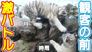 ツキシグは激しくやりあってたけど、観客はめっちゃ喜んでたｗ🦁伊豆アニマルキングダムの双子ホワイトタイガーの赤ちゃん