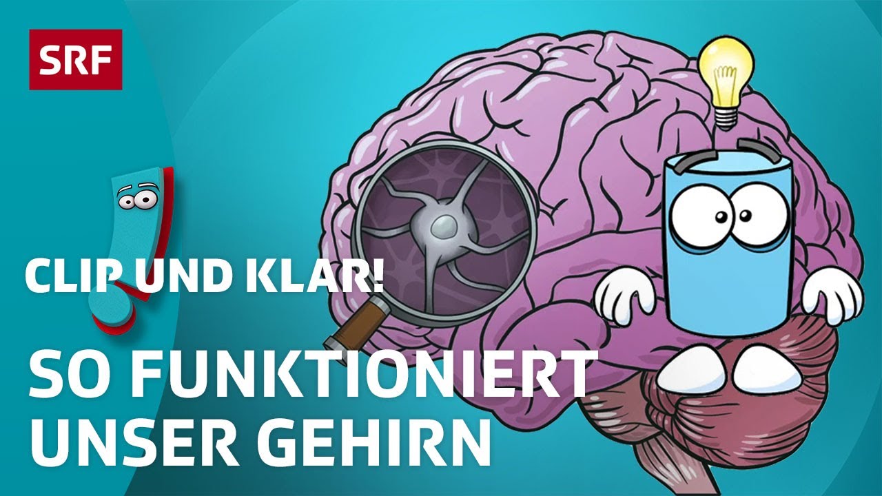 Wie Funktioniert Das Gehirn Des Menschen? | SRF Kids – Clip Und Klar ...