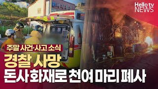 [전남 주말 사건·사고 소식]경찰 사망·돈사 화재로 천여 마리 폐사