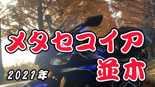 【モトブログ】今年も真っ赤に紅葉 ～メタセコイア並木～