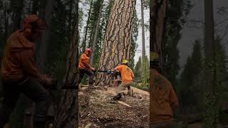 Metal pondo 🎸🎸🎸 #chainsaw #treework #logging