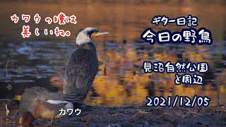 ギター日記　今日の野鳥　・　見沼自然公園と周辺　2021年12月5日