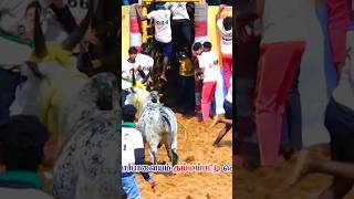 குட்டி புலி காளை தரமான விளையாட்டு 💕💪#shorts #jallikattu #trending #salem