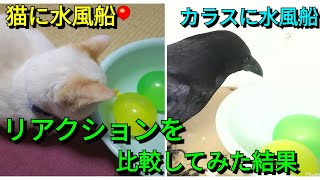 【猫に風船】猫に水風船を見せたらどんなリアクションをするか？😸 カラスの場合と比較してみた🐦(笑) モモちゃんの新首輪紹介のおまけ付き😽 20180103、猫、カラス、モモ