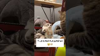 جنگ های خانوادگی🤪🤪😝