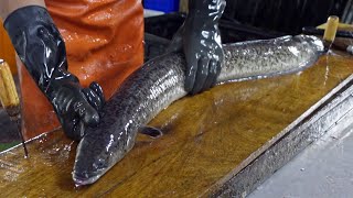 Giant Eel Cutting Skills, Giant Eel Steak / 大尾鱸鰻！巨大鱸鰻切割技能, 鱸鰻肉排 - Taiwanese Food