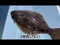 【釣り】今季初！相模湾で😀ヒラメ釣り〜✌️ 釣り 沖釣り ヒラメ釣り 相模湾釣り