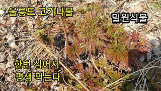 눈개승마 수확시기와 삼나물 손질법