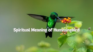 Spiritual Meaning of Hummingbird: A Divine Connection