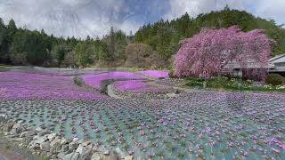 兵庫県 三田市 永沢寺 花のじゅうたん