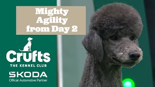 Bob Stealing our Hearts ❤️ | Crufts 2025