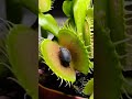 Beetle vs Venus fly trap #venusflytrap