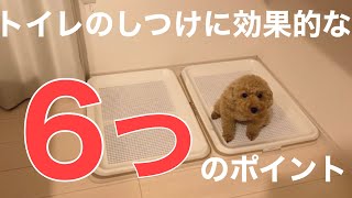 トイレのしつけに効果的な6つのポイント　これでトイレが成功するようになりました【犬　トイプードル 】