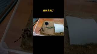 #加拉帕格斯巨人蜈蚣 #捕食 #爬寵 #異寵