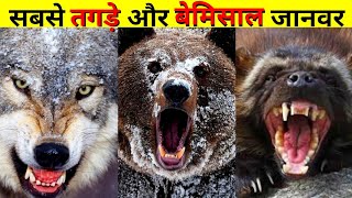 Most Dangerous and Powerful Animals in Arctic!