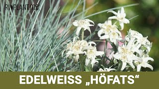 Edelweiß ‘Höfats‘ (Leontopodium alpinum) | riplant.me