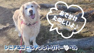 【🐶87】お出かけをテンションマックスで喜ぶ12歳⭐️前編🐶大きな池/鳥/小犬/猫/ウサギ？