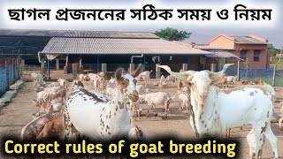 perfect breeding goat || Right time and rules. ছাগলের সঠিক প্রজনন প্রক্রিয়া।