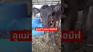 แม่นม+พ่อบีฟ #shorts #youtubeshorts #วัวงาม #วัวเนื้อ #วัวบราห์มัน #วัยรุ่นเลี้ยงวัว