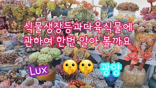 오늘은 다육이 식물생장등에관해서 알아볼까요😄제 개인적인 경험으로만😆참고하셔요🌸🌼22.12.27/korean succulents plants 💖