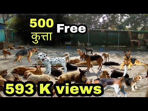 Ek admi 500 kutte // free of cost for anyone // free for adoption Ek admi 500 kutte // free of cost for anyone // free for adoption