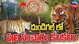 దుండిగల్ లో పులి సంచారం కలకలం | Medchal District Dundigal | @ann-telugu