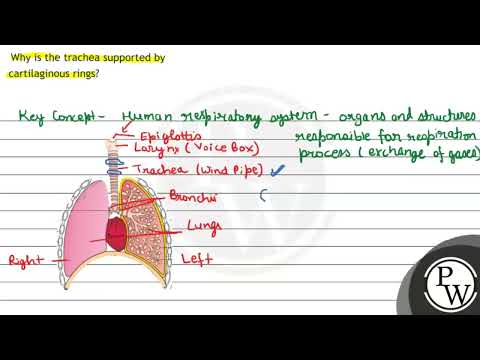 What is the role of rings of cartilage in trachea?