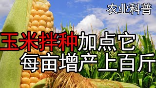 玉米拌种时加点，一亩增产100斤，成本2元钱【付老师种植团队官方频道】