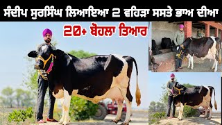 ਸੰਦੀਪ ਸੁਰਸਿੰਘ ਲਿਆਇਆ 2 ਵਹਿੜਾ ਇਕ ਸੂਈ 20+ ਦੁੱਧ ਤਿਆਰ। ਇਕ ਗੱਬਣ ਸ਼ਾਹੀਵਾਲ। ਸੁਰਸਿੰਘ। ਤਰਨਤਾਰਨ